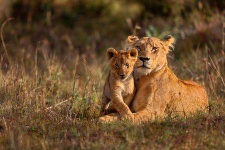 Réservation de dernière minute pour safari au Kenya